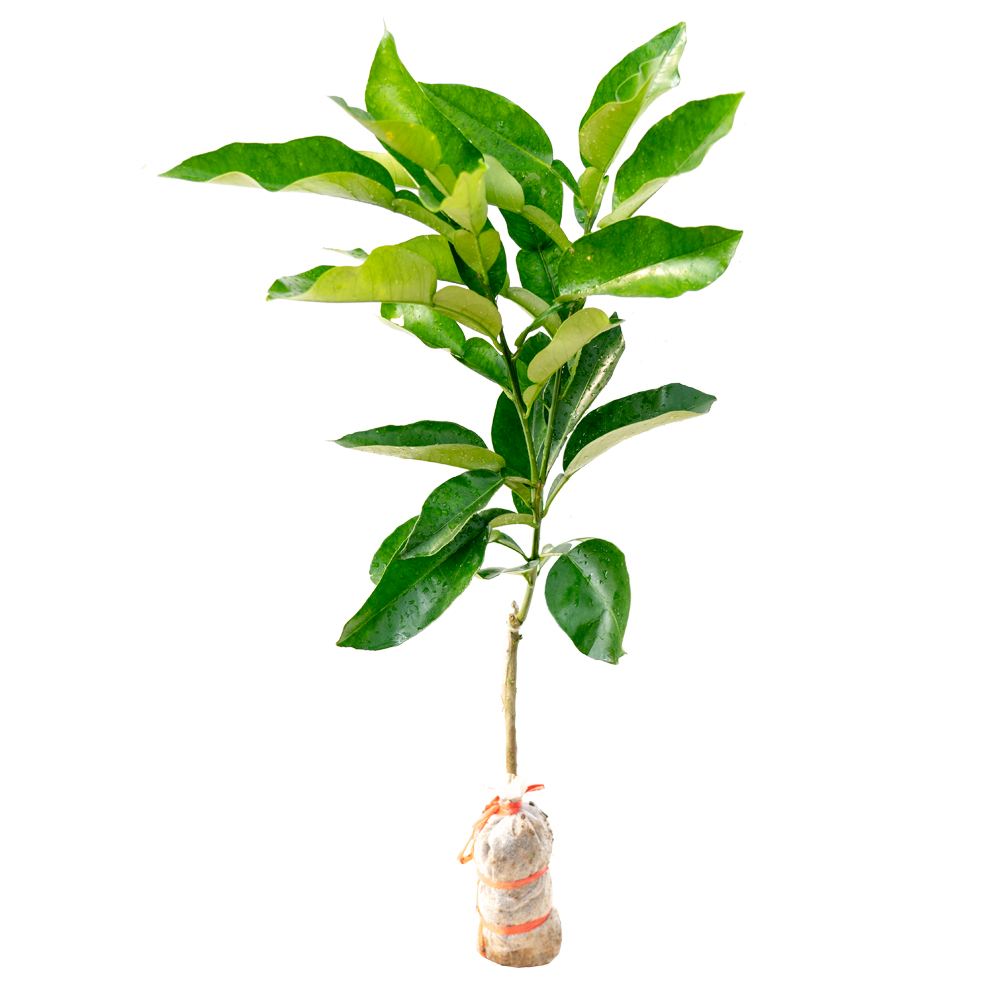 小期末小苹果版mp3小苹果影视盒子tv版下载-第2张图片-太平洋在线下载