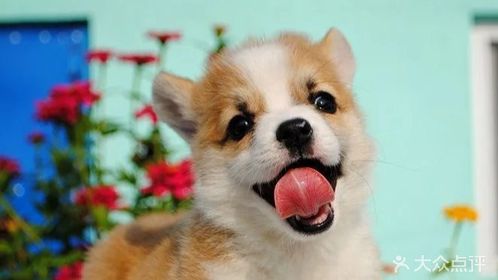 dog版苹果猫二段csgo狗网skinsdog-第2张图片-太平洋在线下载