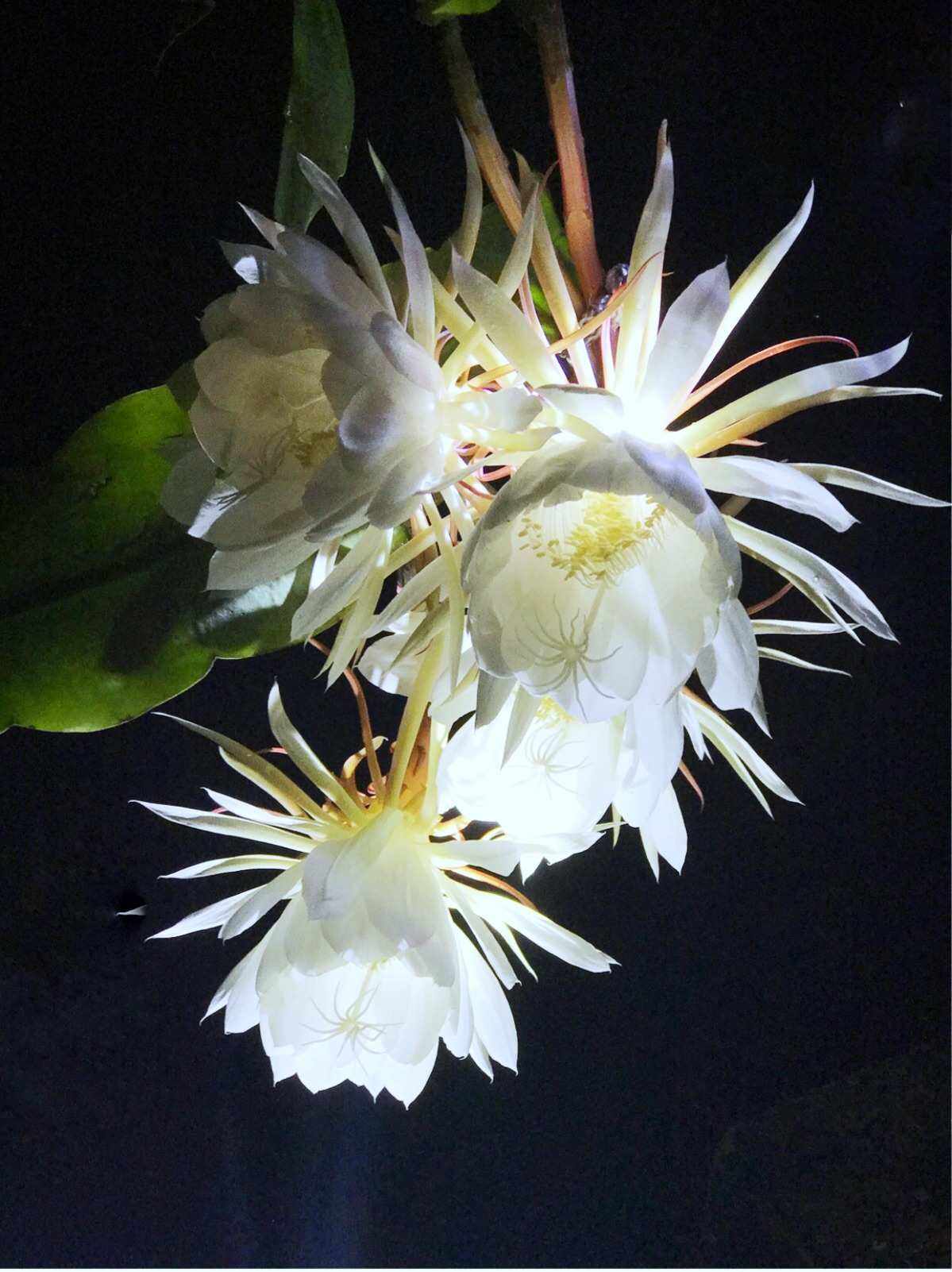 夜悠苹果版光遇苹果版下载官网-第1张图片-太平洋在线下载