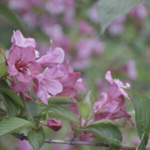 锦带花app苹果版花伍鲜花交易平台网页版