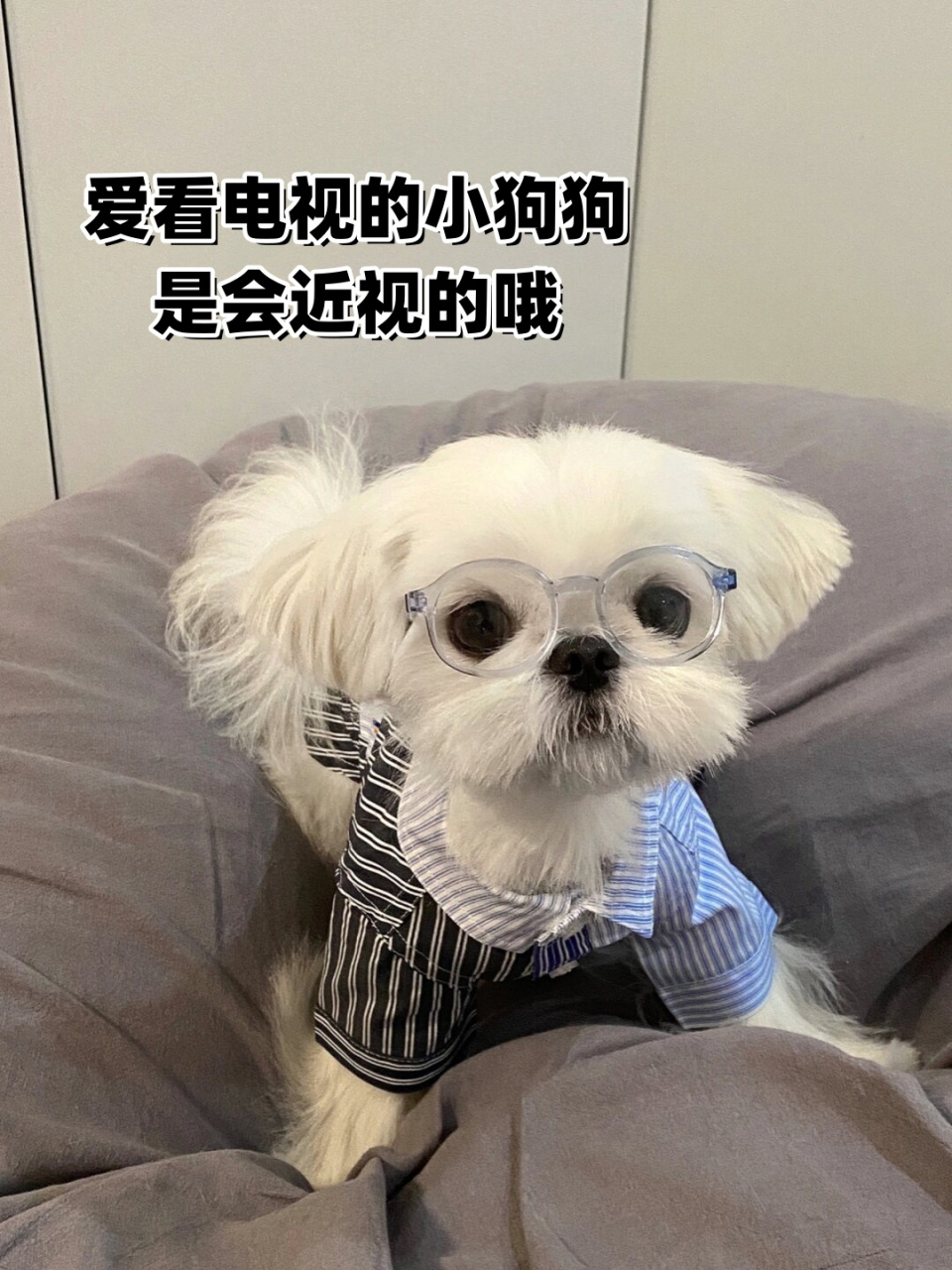 电视狗手机版下载电视家手机版下载官网-第2张图片-太平洋在线下载