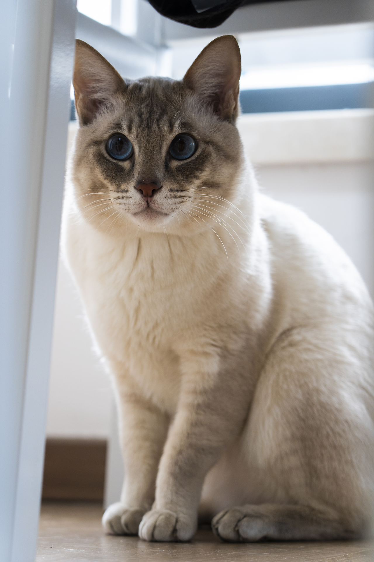 猫3手机版猫游记网页游戏-第1张图片-太平洋在线下载