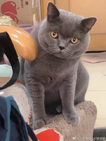 猫3手机版猫游记网页游戏-第2张图片-太平洋在线下载