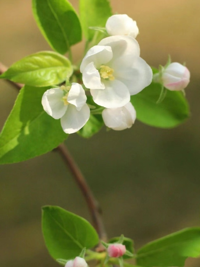 有花苹果版苹果带颜色伪装app推荐-第2张图片-太平洋在线下载