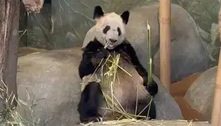 丫丫玩苹果版丫丫手游官方下载