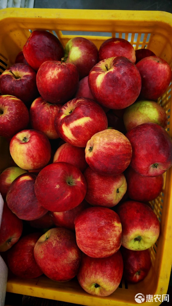 西藏版苹果(藏族苹果手机)-第3张图片-QuickQ官网