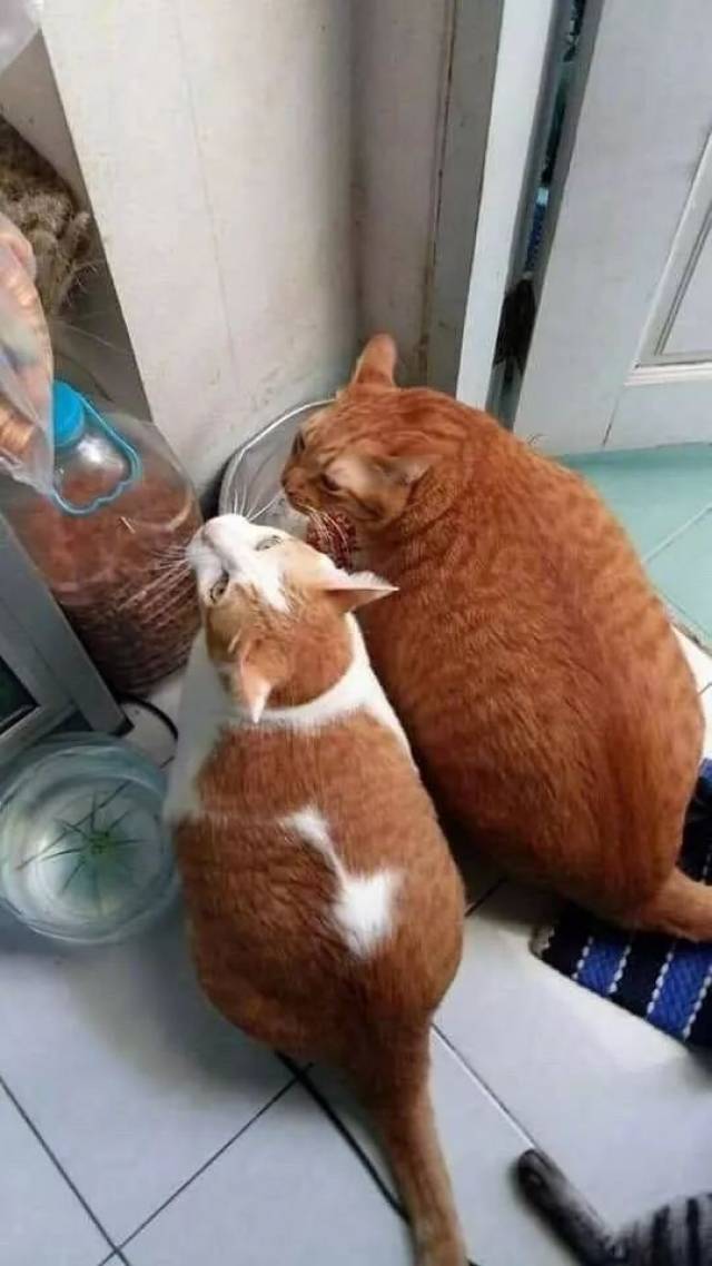 手机版橘猫测评答案(橘猫app抢单是真的吗)-第1张图片-QuickQ官网