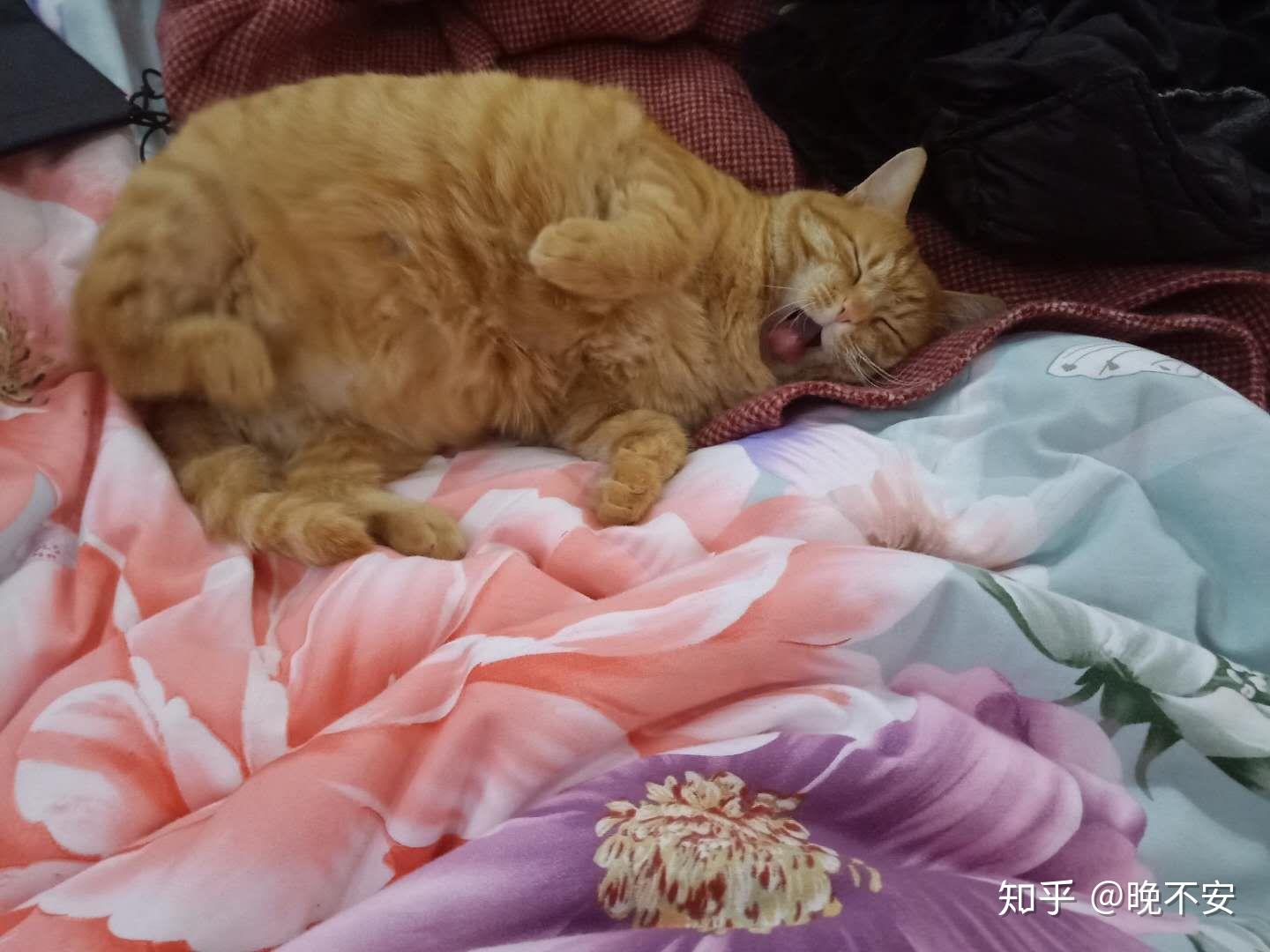 手机版橘猫测评答案(橘猫app抢单是真的吗)-第4张图片-QuickQ官网