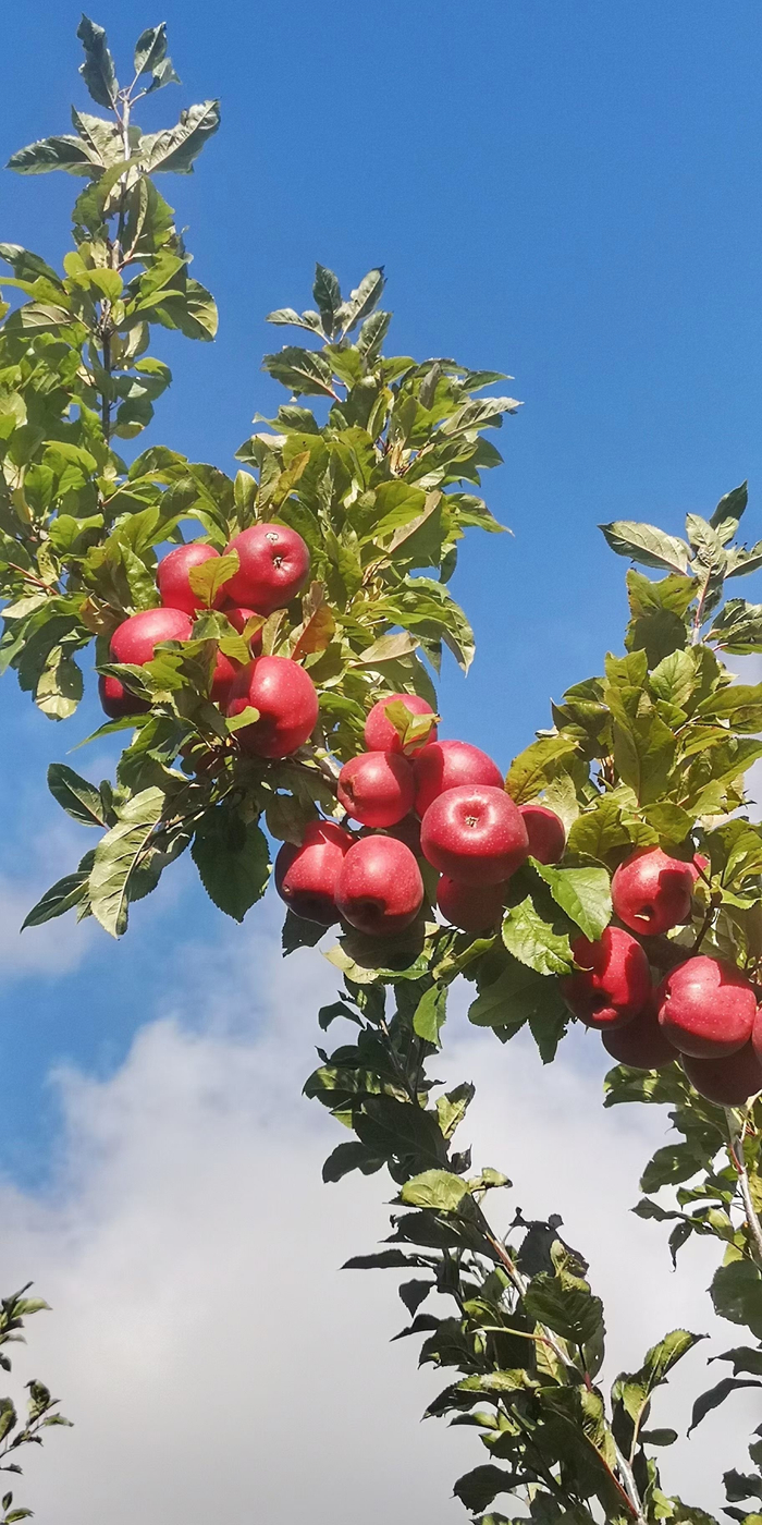英伦果园苹果手机版(英伦果园苹果手机版下载)-第4张图片-QuickQ官网